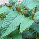 The secret to kicking bad moods is kratom; best strains for a boost