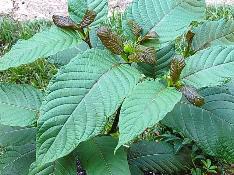 The secret to kicking bad moods is kratom; best strains for a boost